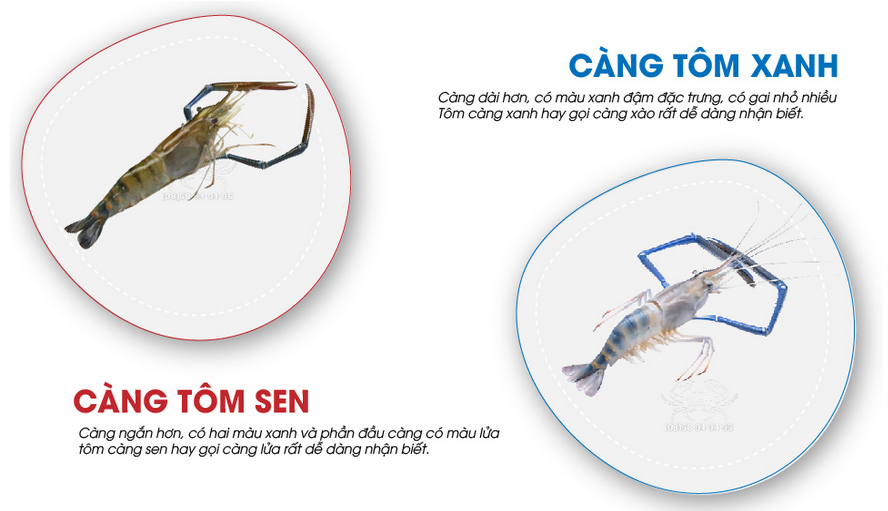 tom cang sen la tom gi co gi khac tom cang xanh