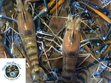 76bb6036-8aa5-4eda-8719-db97108a0cb4