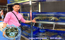 binh-duong-gia-tom-cang-xanh-1kg-bao-nhieu-tien-mua-o-dau-gia-re-binh-duong