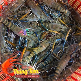 dia-chi-mua-tom-cang-sen-song-o-dau-tuoi-ngon-gia-re-tphcm