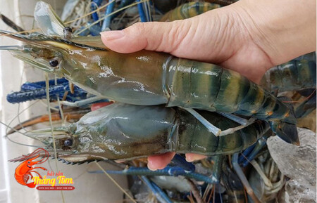 tom-cang-xanh-gia-re