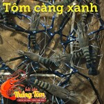 tom-cang-xanh-loai-2-size-10-15-con-tuoi-song-gia-re-quan-7-tphcm