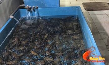 tom-cang-xanh-quan-9