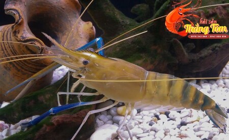 tom-cang-xanh-tieng-anh-la-gi