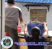 tom-cang-xanh-web-34