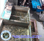 tom-cang-xanh-web-59